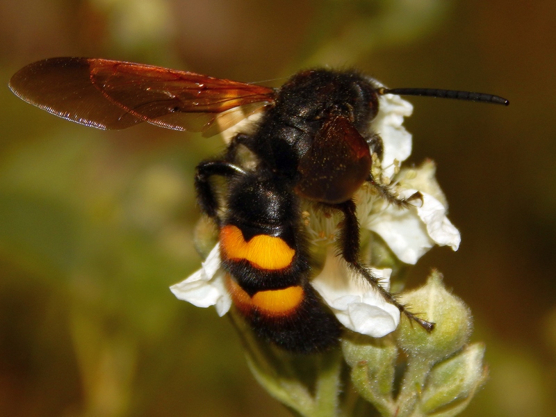 Scolia cfr. fuciformis